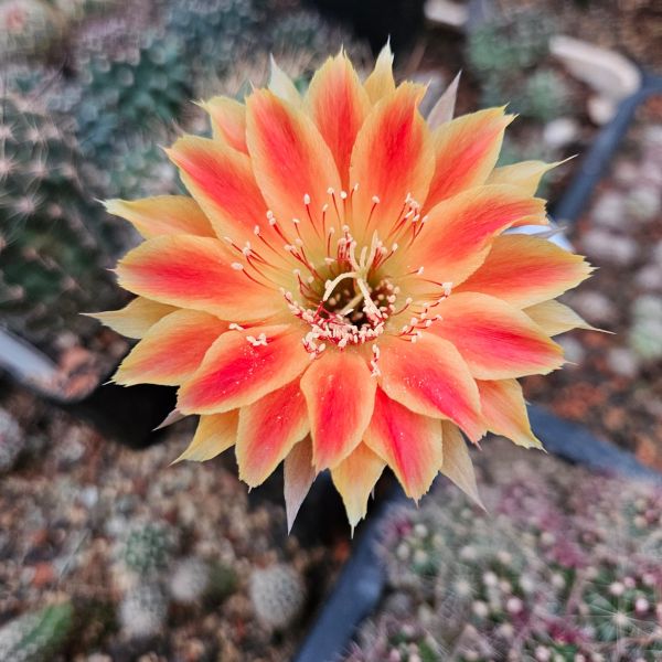 Lobivia Hybride NIESSI